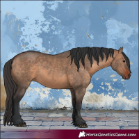 Horse Color:Bay Dun 