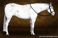 Horse Color:Brown Sabino Rabicano 