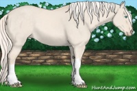 Horse Color:Cremello Dun 