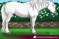 Horse Color:Palomino Pearl Leopard 