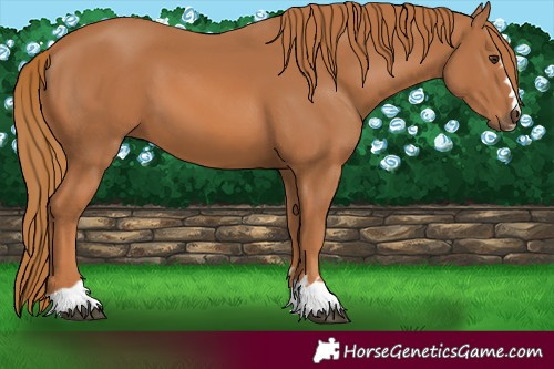 Horse Color:Chestnut 