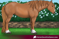 Horse Color:Chestnut 