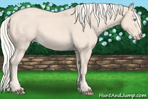 Horse Color:Cremello