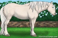 Horse Color:Cremello 