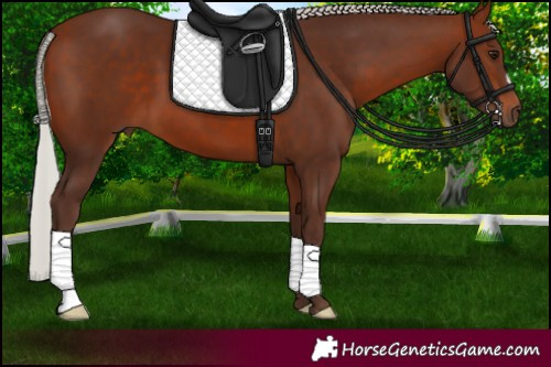 Horse Color:Silver Bay 