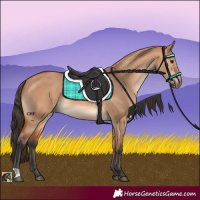 Horse Color:Bay Dun 