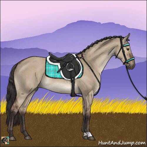 Horse Color:Bay Dun 