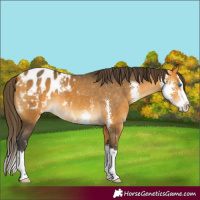 Horse Color:Buckskin Sabino Splash Blanket 