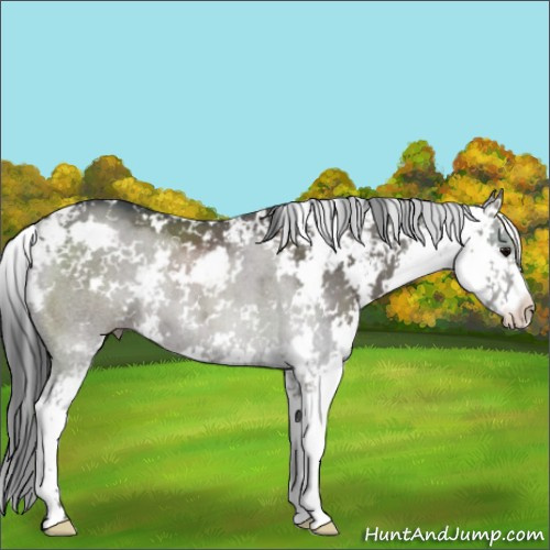 Horse Color:Grullo Sabino 