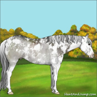 Horse Color:Grullo Sabino 
