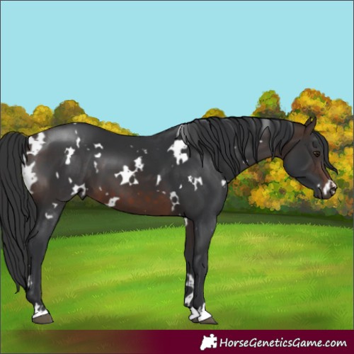 Horse Color:White Spotted Brown 