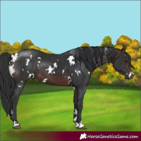 Horse Color:White Spotted Brown