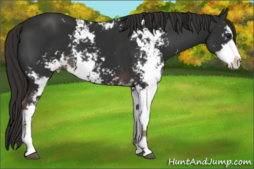 Horse Color:Liver Chestnut Sabino 