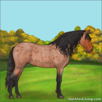 Horse Color:Brown Roan