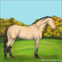 Horse Color:Buckskin