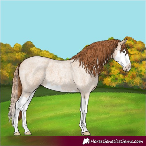 Horse Color:Red Dun Roan Splash