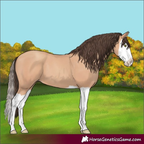 Horse Color:Amber Champagne Splash 