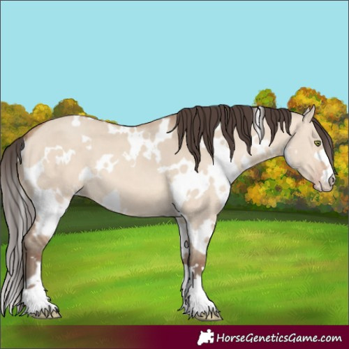 Horse Color:White Spotted Sable Champagne Dun 