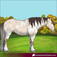 Horse Color:White Spotted Sable Champagne Dun 