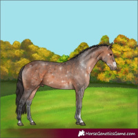 Horse Color:Bay and Bay