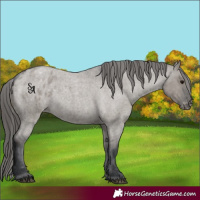 Horse Color:Platinum Grullo Roan Appaloosa 