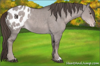 Horse Color:Platinum Liver Red Dun Appaloosa 
