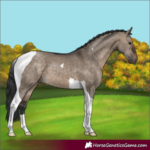 Horse Color:Brown Dun Tobiano 