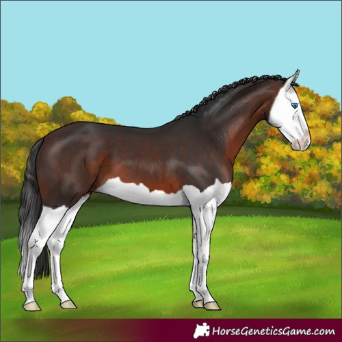 Horse Color:Brown Splash 