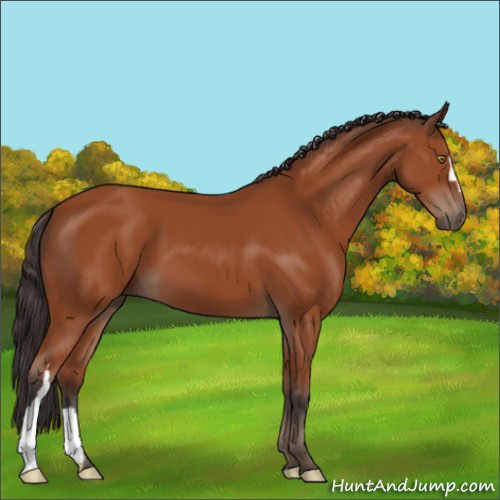 Horse Color:Brown 