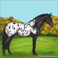 Horse Color:Brown Appaloosa