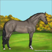 Horse Color:Brown Dun 