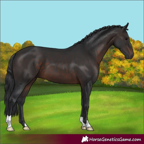 Horse Color:Brown 