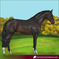 Horse Color:Brown 