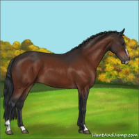 Horse Color:Brown Sabino