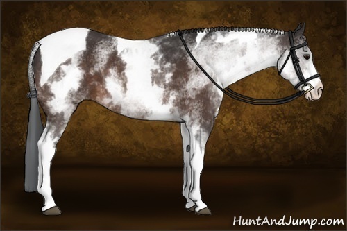 Horse Color:White Spotted Bay Tobiano