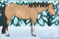 Horse Color:Buckskin Tobiano 