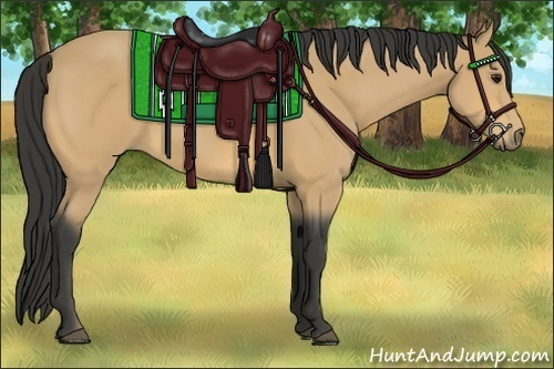 Horse Color:Buckskin 