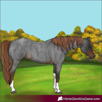 Horse Color:Gray Liver Red Roan Tobiano 