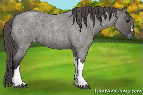 Horse Color:Grullo Roan Appaloosa 