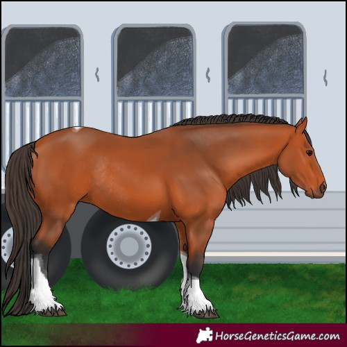 Horse Color:Bay Tobiano Rabicano 