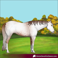 Horse Color:Gray White Spotted Gold Champagne 