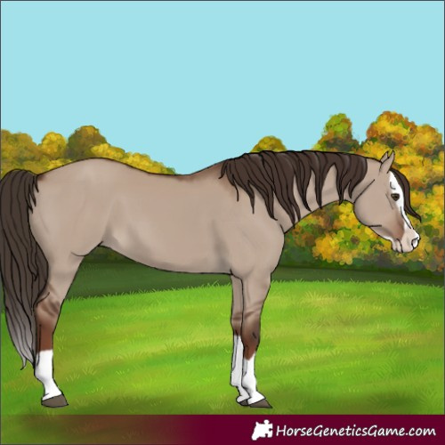 Horse Color:Liver Red Dun Splash