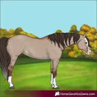 Horse Color:Liver Red Dun Splash 