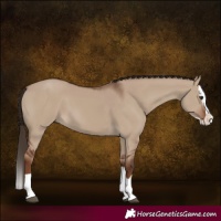 Horse Color:Liver Red Dun Splash 
