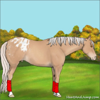 Horse Color:Silver Classic Champagne Appaloosa Rabicano 