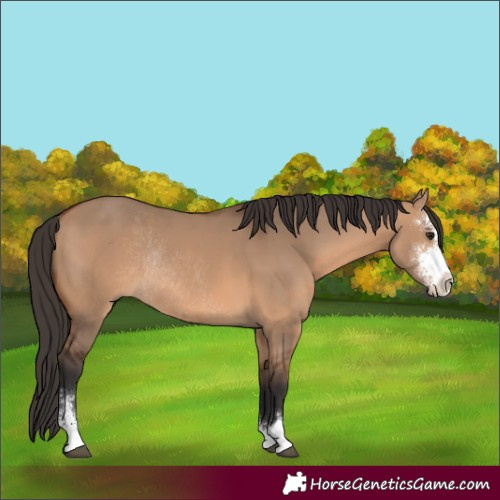 Horse Color:Bay Dun Sabino Rabicano
