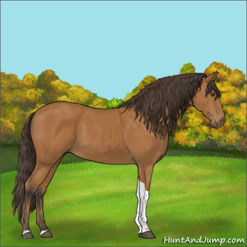 Horse Color:Buckskin Tobiano Rabicano 