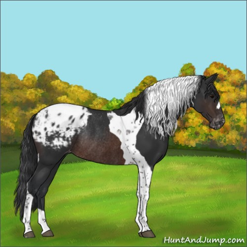 Horse Color:Brown Tobiano Appaloosa Rabicano 