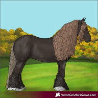 Horse Color:Liver Chestnut Rabicano 