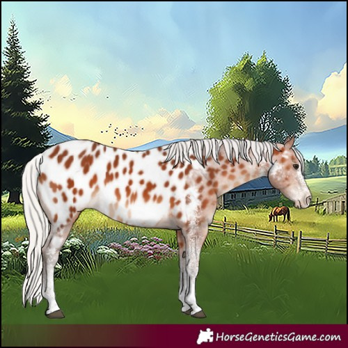 Horse Color:White Spotted Silver Brown Near Leopard